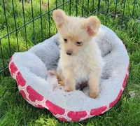 Pax, a male Pomeranian and Poodle - Toy  for sale in Shawano, WI – 4 of 4