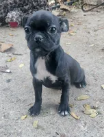 Cricket, a female Boston Terrier and Bugg for sale in Shawano, WI – 4 of 5