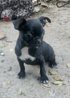 Cricket, a female Boston Terrier and Bugg for sale in Shawano, WI – 3 of 5
