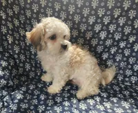 Tiller, a male Bichon Frise and Shih Tzu for sale in Shawano, WI – 3 of 4