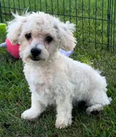 Creole, a male Maltipoo for sale in Shawano, WI – 5 of 5