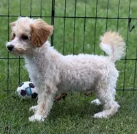 Poppi, a female Bichon Frise and Bichpoo for sale in Shawano, WI – 4 of 5