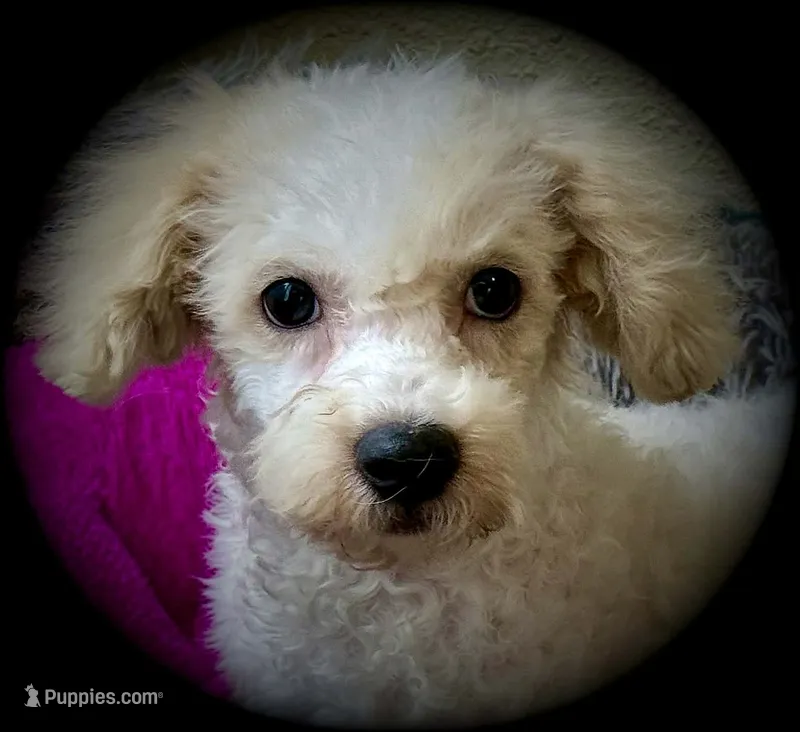 Marty – Bichon Frise, Bichpoo puppy for sale in Shawano, WI