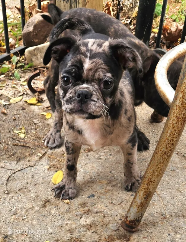 Olive – Boston Terrier, Bugg puppy for sale in Shawano, WI