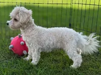 Creole, a male Maltipoo for sale in Shawano, WI – 3 of 5
