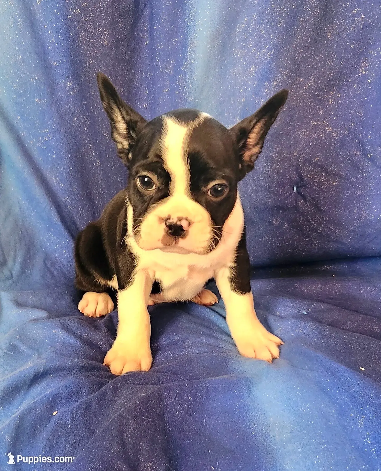 Jaxx, a male Frenchton for sale in Shawano, WI – 7 of 7