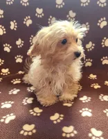 Champ, a male Maltipoo for sale in Shawano, WI – 2 of 3