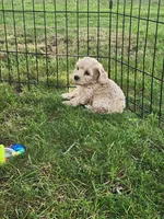 Ritz, a female Cockapoo for sale in Shawano, WI – 2 of 3