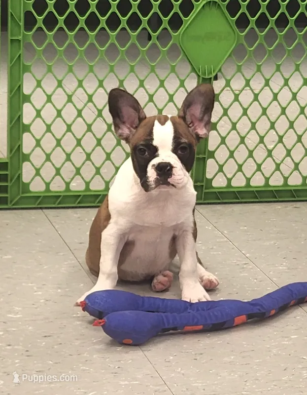 Jamm – Frenchton puppy for sale in Shawano, WI