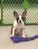 Jamm, a male Frenchton for sale in Shawano, WI – 1 of 5