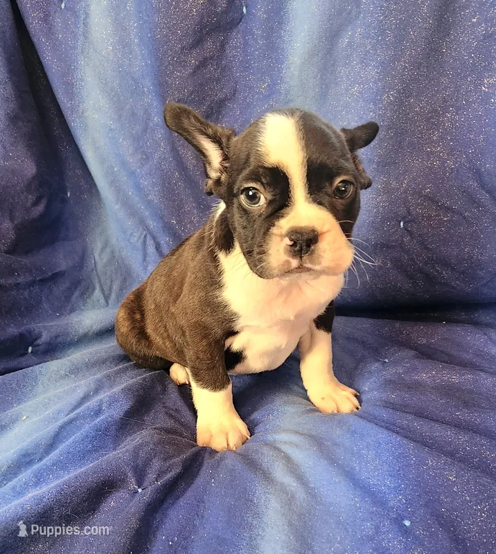 Jebb – Frenchton puppy for sale in Shawano, WI