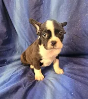 Jebb, a male Frenchton for sale in Shawano, WI – 1 of 7