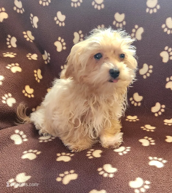 Champ – Maltipoo puppy for sale in Shawano, WI