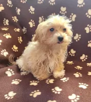 Champ, a male Maltipoo for sale in Shawano, WI – 1 of 3
