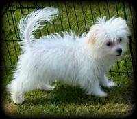 Prada, a female Chihuahua and Maltese for sale in Shawano, WI – 4 of 5