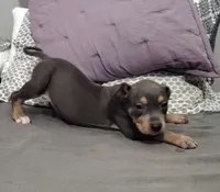 Coco, a female American Staffordshire Terrier for sale in Fayetteville, NC – 2 of 2