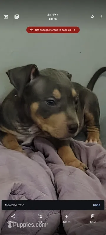 Coco – American Staffordshire Terrier puppy for sale in Fayetteville, NC