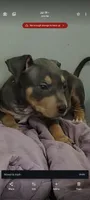 Coco, a female American Staffordshire Terrier for sale in Fayetteville, NC – 1 of 2