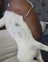 Winter, a female American Bulldog and Australian Shepherd for sale in Columbus, OH – Photo 4 of 5