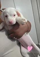 Winter, a female American Bulldog and Australian Shepherd for sale in Columbus, OH – Photo 2 of 5