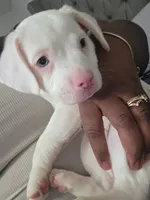 Winter, a female American Bulldog and Australian Shepherd for sale in Columbus, OH – Photo 3 of 5