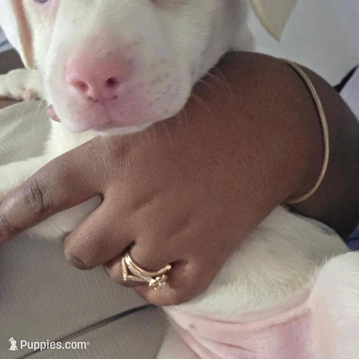 Winter, a female American Bulldog and Australian Shepherd for sale in Columbus, OH – Photo 5 of 5
