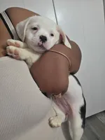 Oreo, a female American Bulldog and Australian Shepherd for sale in Columbus, OH – Photo 2 of 2