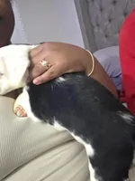 Oreo, a female American Bulldog and Australian Shepherd for sale in Columbus, OH – Photo 1 of 2