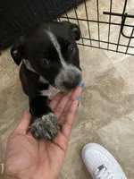 Blossom, a female American Staffordshire Terrier and American Bully for sale in Columbia Heights, MN – Photo 2 of 3