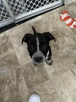 Blossom, a female American Staffordshire Terrier and American Bully for sale in Columbia Heights, MN – Photo 1 of 3