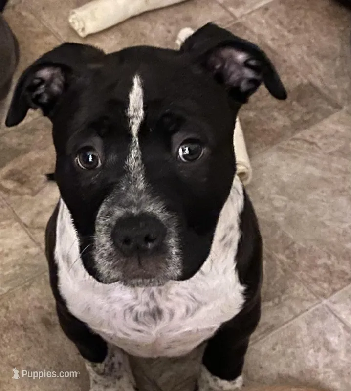 Buttercup, a female American Staffordshire Terrier and American Bully for sale in Columbia Heights, MN – Photo 1 of 1
