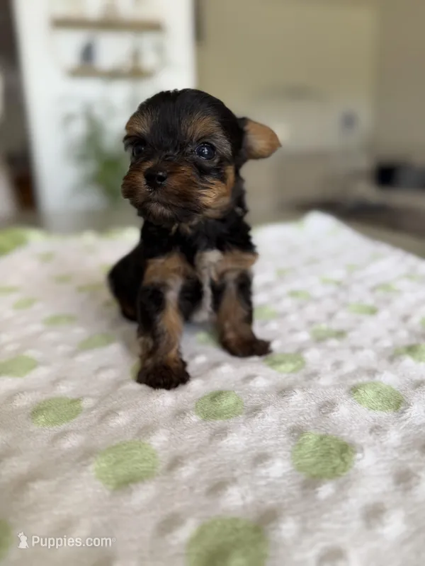 Yorkshire  – Yorkshire Terrier puppy for sale in Kissimmee, FL