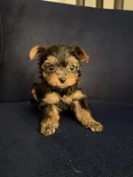 Yorkshire , a female Yorkshire Terrier for sale in Kissimmee, FL – Photo 8 of 8