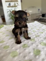 Yorkshire , a female Yorkshire Terrier for sale in Kissimmee, FL – Photo 6 of 8