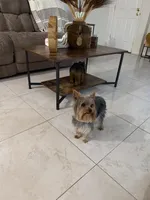 Yorkshire , a female Yorkshire Terrier for sale in Kissimmee, FL – Photo 7 of 8