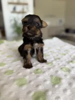 Yorkshire , a female Yorkshire Terrier for sale in Kissimmee, FL – Photo 4 of 8