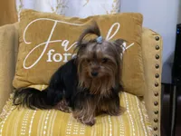Yorkshire , a female Yorkshire Terrier for sale in Kissimmee, FL – Photo 3 of 8