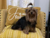 Yorkshire , a female Yorkshire Terrier for sale in Kissimmee, FL – Photo 2 of 8