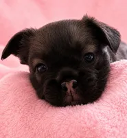 Blue , a female French Bulldog for sale in Kissimmee, FL – 3 of 5