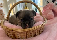 Blue , a female French Bulldog for sale in Kissimmee, FL – 5 of 5