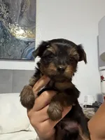 Paco, a male Yorkshire Terrier for sale in Kissimmee, FL – 3 of 3