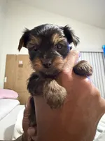 Paco, a male Yorkshire Terrier for sale in Kissimmee, FL – 2 of 3