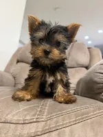 Mini , a male Yorkshire Terrier for sale in Kissimmee, FL – 2 of 2