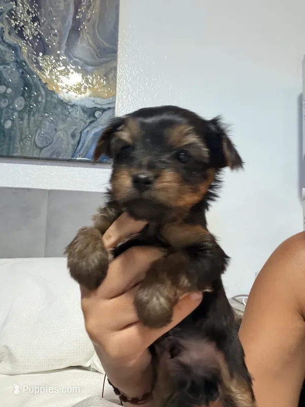 Paco – Yorkshire Terrier puppy for sale in Kissimmee, FL