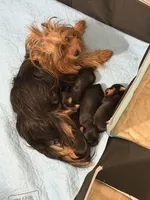 Yorkshire , a female Yorkshire Terrier for sale in Kissimmee, FL – Photo 2 of 3