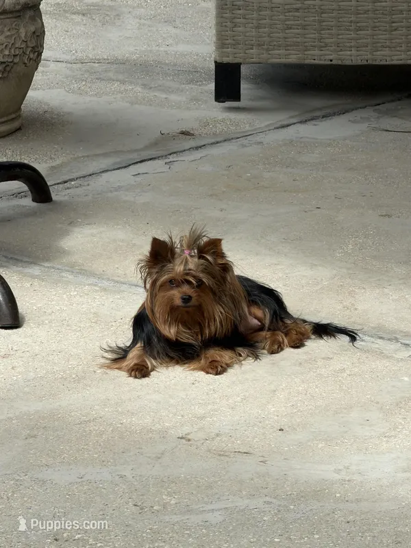 Yorkshire  – Yorkshire Terrier puppy for sale in Kissimmee, FL