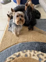 Yorkshire , a female Yorkshire Terrier for sale in Kissimmee, FL – Photo 3 of 3