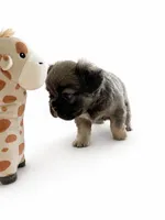 Blue , a female French Bulldog for sale in Kissimmee, FL – 1 of 5