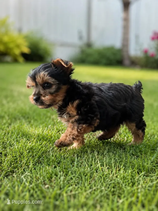 Mini  – Yorkshire Terrier puppy for sale in Kissimmee, FL