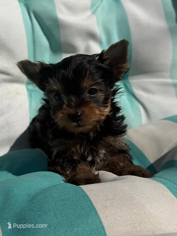 Male 1  – Yorkshire Terrier puppy for sale in Kissimmee, FL
